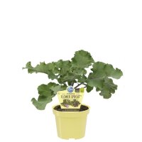 Bio Rosenkohl, (Brassica oleracea var. gemmifera), Sorte:...