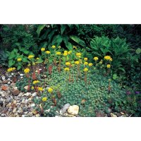 Tripmadam, (Sedum reflexum), Sorte: reflexum, im 12cm Topf