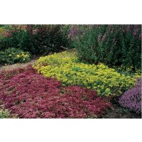 Tripmadam, (Sedum reflexum), Sorte: reflexum, im 12cm Topf