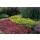 Tripmadam, (Sedum reflexum), Sorte: reflexum, im 12cm Topf