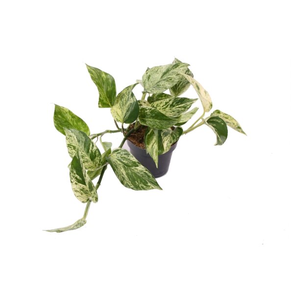 Efeutute, (Epipremnum aureum), Sorte: Marble Queen, im 12cm Topf