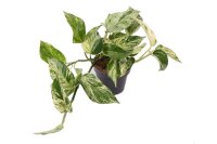 Efeutute, Scindapsus im 12cm Topf  Sorte: Marble Queen...