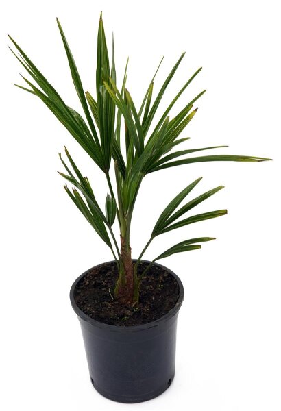 winterharte Chinesische Hanfpalme (Trachycarpus fortunei)