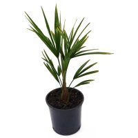 winterharte Chinesische Hanfpalme (Trachycarpus fortunei)