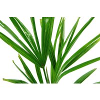 winterharte Chinesische Hanfpalme (Trachycarpus fortunei)