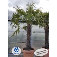 winterharte Chinesische Hanfpalme (Trachycarpus fortunei)