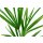 winterharte Chinesische Hanfpalme (Trachycarpus fortunei)