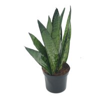 Sanseveria Fan (Sanseveria zeylanica), ca. 25cm hoch, 9cm Topf