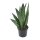 Sanseveria Fan (Sanseveria zeylanica), ca. 25cm hoch, 9cm Topf