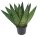 Sanseveria Fan (Sanseveria zeylanica), ca. 25cm hoch, 9cm Topf