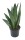 Sanseveria Fan (Sanseveria zeylanica), ca. 25cm hoch, 9cm Topf