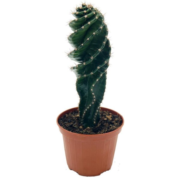 Spiralkaktus (Cereus forbesii spiralis) im 11cm Topf, ca. 25cm hoch