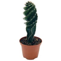 Spiralkaktus (Cereus forbesii spiralis) im 11cm Topf, ca. 25cm hoch