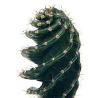 Spiralkaktus (Cereus forbesii spiralis) im 11cm Topf, ca. 25cm hoch