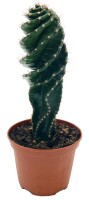 Spiralkaktus (Cereus forbesii spiralis) im 11cm Topf, ca....