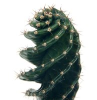 Spiralkaktus (Cereus forbesii spiralis) im 11cm Topf, ca....