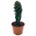 Spiralkaktus (Cereus forbesii spiralis) im 11cm Topf, ca. 25cm hoch