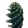 Spiralkaktus (Cereus forbesii spiralis) im 11cm Topf, ca. 25cm hoch
