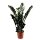 Zamie, (Zamioculcas zamiifolia), Sorte: Super Nova (schwarzlaubig) ca. 75cm hoch, 17cm Topf