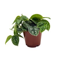 Efeutute, (Epipremnum aureum), Sorte: Pictus, im 12cm Topf