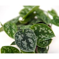 Efeutute, (Epipremnum aureum), Sorte: Pictus, im 12cm Topf