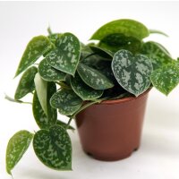 Efeutute, (Epipremnum aureum), Sorte: Pictus, im 12cm Topf