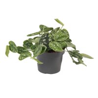 Efeutute, (Epipremnum aureum), Sorte: Pictus, im 12cm Topf