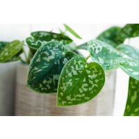 Efeutute, (Epipremnum aureum), Sorte: Pictus, im 12cm Topf