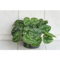 Efeutute, (Epipremnum aureum), Sorte: Pictus, im 12cm Topf