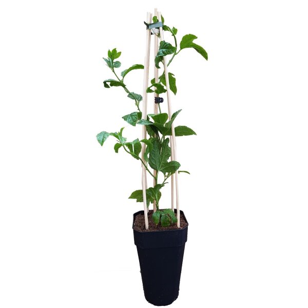 Passionsblume, (Passiflora edulis). Sorte: Purple Giant, ca. 65cm hoch, im 14cm Topf