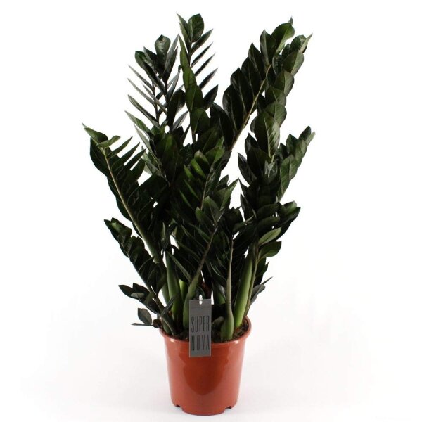 Zamie, (Zamioculcas zamiifolia), Sorte: Super Nova (schwarzlaubig) ca. 85cm hoch, 21cm Topf