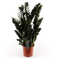 Zamie, (Zamioculcas zamiifolia), Sorte: Super Nova...