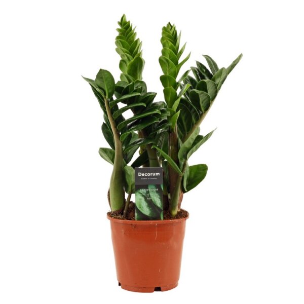 Zamie, (Zamioculcas zamiifolia), Sorte: Zenzi, ca. 50cm hoch, 14cm Topf