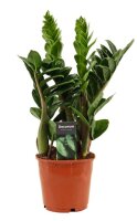 Zamie, (Zamioculcas zamiifolia), Sorte: Zenzi, ca. 50cm...