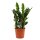 Zamie, (Zamioculcas zamiifolia), Sorte: Zenzi, ca. 50cm hoch, 14cm Topf