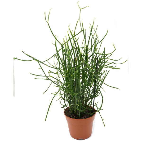 Bleistiftkaktus (Euphorbia tirucalli) ca. 40cm hoch im 17cm Topf