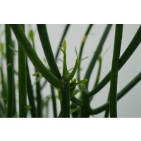 Bleistiftkaktus (Euphorbia tirucalli) ca. 40cm hoch im...
