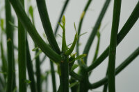 Bleistiftkaktus (Euphorbia tirucalli) ca. 40cm hoch im...