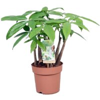 Glückskastanie (Pachira aquatica), mehrstämmig,...