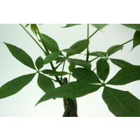 Gl&uuml;ckskastanie (Pachira aquatica), mehrst&auml;mmig, ca. 50cm hoch, im 17cm Topf