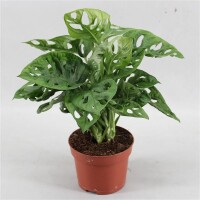 Fensterblatt Affenblatt (Monstera Monkey leaf), im 12cm...