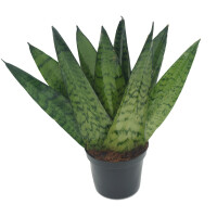 Sanseveria Fan (Sanseveria zeylanica), ca. 35cm hoch, 12cm Topf