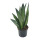 Sanseveria Fan (Sanseveria zeylanica), ca. 35cm hoch, 12cm Topf