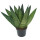 Sanseveria Fan (Sanseveria zeylanica), ca. 35cm hoch, 12cm Topf
