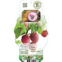Herbst Himbeere, (Rubus idaeus), Sorte: Autumn Bliss, ca....