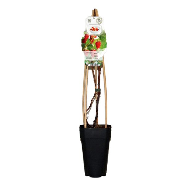 Sommer Himbeere, (Rubus idaeus), Sorte: Malling Promise, ca. 65cm hoch, im 14cm Topf