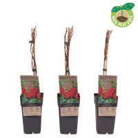 Sommer Himbeere, (Rubus idaeus), Sorte: Malling Promise, ca. 65cm hoch, im 14cm Topf