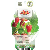 Sommer Himbeere, (Rubus idaeus), Sorte: Malling Promise, ca. 65cm hoch, im 14cm Topf