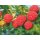 Sommer Himbeere, (Rubus idaeus), Sorte: Malling Promise, ca. 65cm hoch, im 14cm Topf