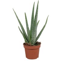 Echte Aloe Vera - im 12cm Topf - ca. 30-40cm hoch